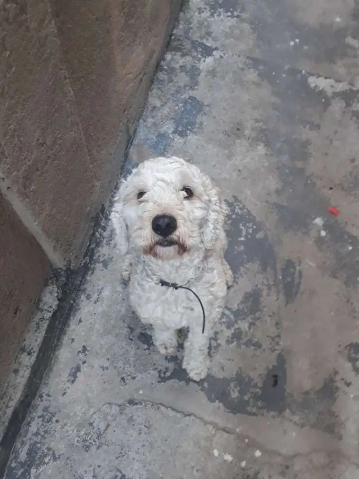 Cachorro raça Poodle idade 4 anos nome BoB