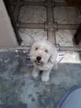 BoB