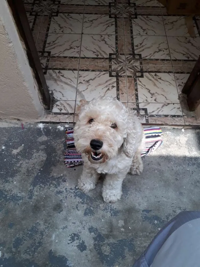 Cachorro raça Poodle idade 4 anos nome BoB