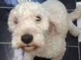 BoB