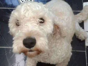 Cachorro raça Poodle idade 4 anos nome BoB