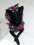 Cacau