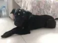 Cacau