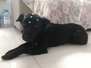 Cachorro raça SRD idade 7 a 11 meses nome Cacau