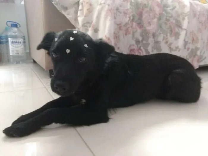 Cachorro ra a SRD idade 7 a 11 meses nome Cacau