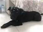 Cachorro raça SRD idade 7 a 11 meses nome Cacau