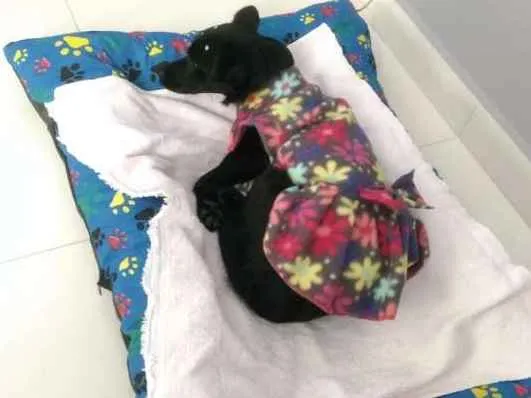 Cachorro ra a SRD idade 7 a 11 meses nome Cacau