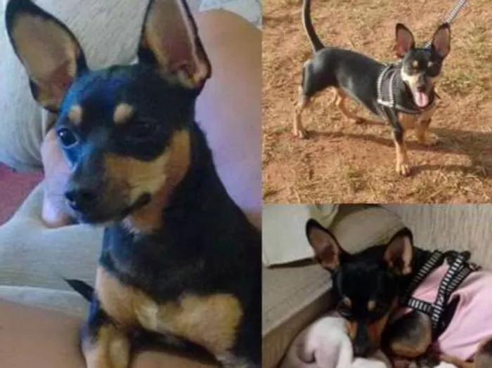 Cachorro ra a Pinscher idade 2 anos nome Chiquinha