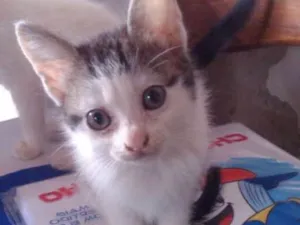 Gato raça Indefinida idade 2 a 6 meses nome Sem Nome