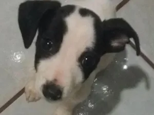 Cachorro raça RSD idade 2 a 6 meses nome Sem nome