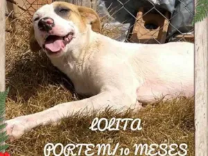 Cachorro raça SRD idade 7 a 11 meses nome Lolita