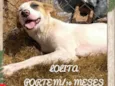 Lolita