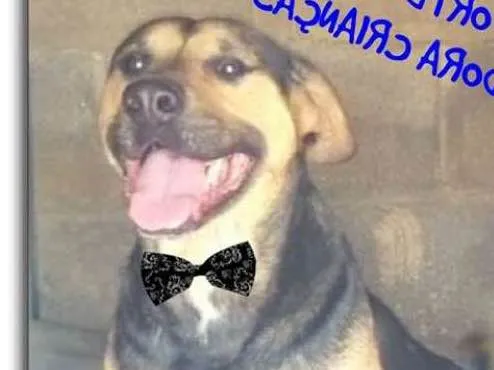 Cachorro ra a SRD idade 3 anos nome Barthô