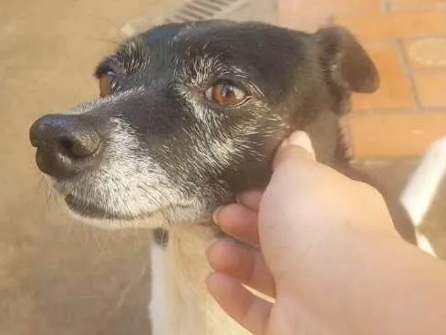 Cachorro ra a Fox paulistinha idade 6 ou mais anos nome Babi