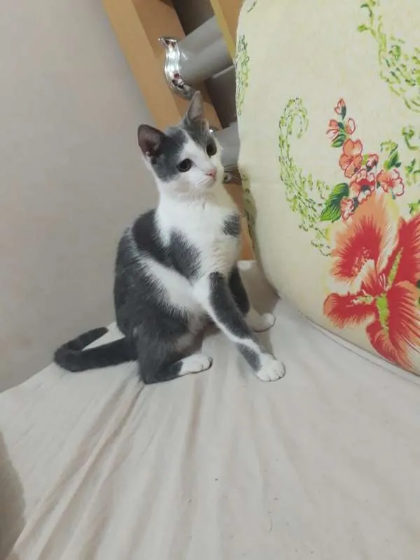 Gato raça  idade 1 ano nome teo,nina e bolinha