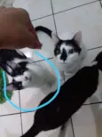 teo,nina e bolinha