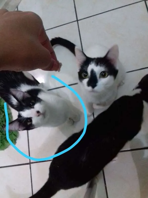 Gato raça  idade 1 ano nome teo,nina e bolinha