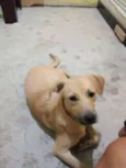 bob