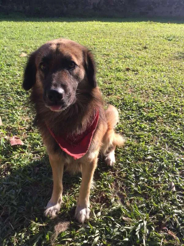 Cachorro ra a SRD idade 2 anos nome Pipe/Negao