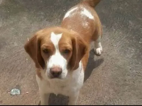 Cachorro ra a Beagle idade 4 anos nome Dunga