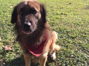 Cachorro raça SRD idade 2 anos nome Pipe/Negao
