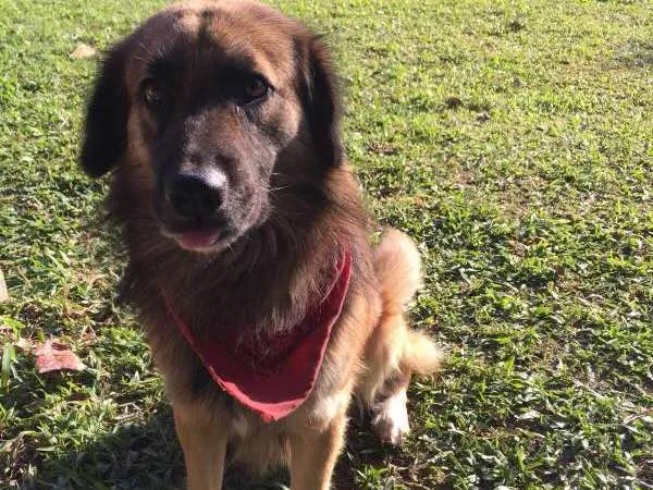Cachorro ra a SRD idade 2 anos nome Pipe/Negao