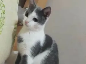 Gato raça  idade 1 ano nome teo,nina e bolinha