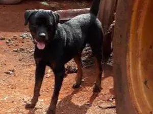 Cachorro raça Rottweiler idade 2 anos nome IRON