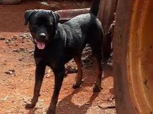 Cachorro ra a Rottweiler idade 2 anos nome IRON