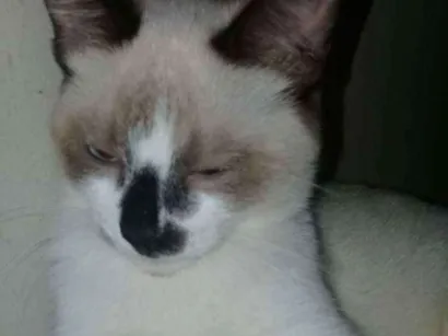 Gato raça Siamêsa idade 7 a 11 meses nome PRINCESA