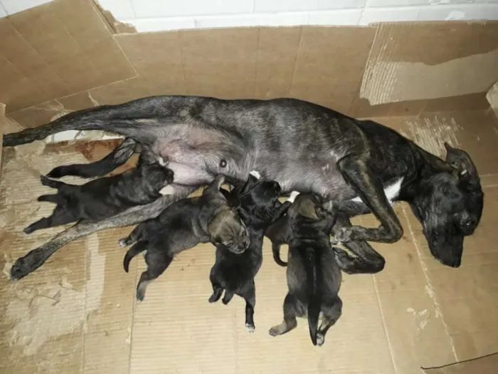 Cachorro raça Vira-Lata idade 2 a 6 meses nome Sem nome
