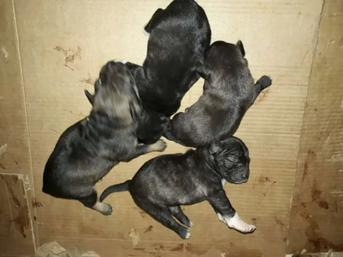 Cachorro raça Vira-Lata idade 2 a 6 meses nome Sem nome