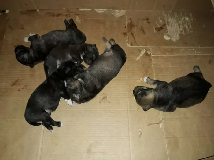 Cachorro raça Vira-Lata idade 2 a 6 meses nome Sem nome