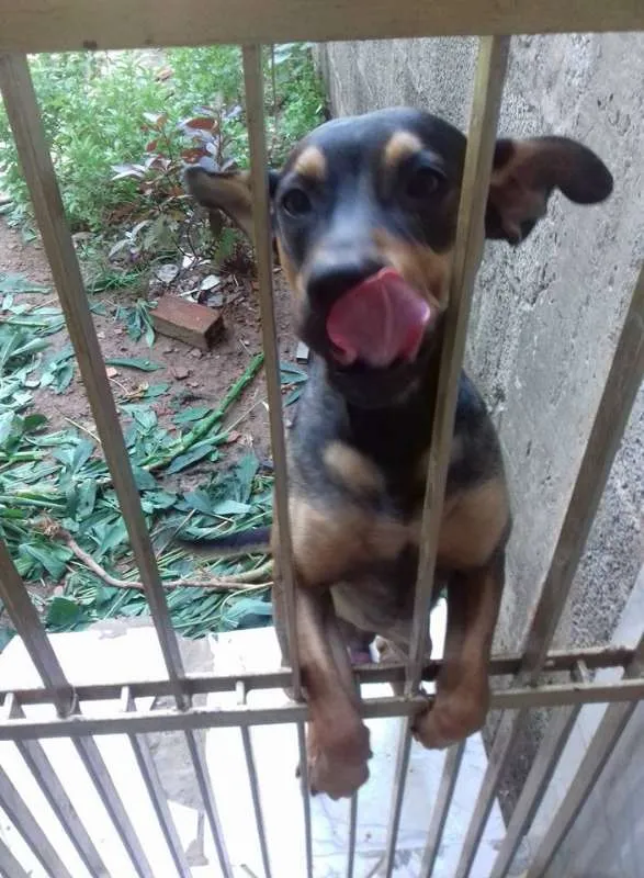 Cachorro raça Vira Lata idade 7 a 11 meses nome Thor