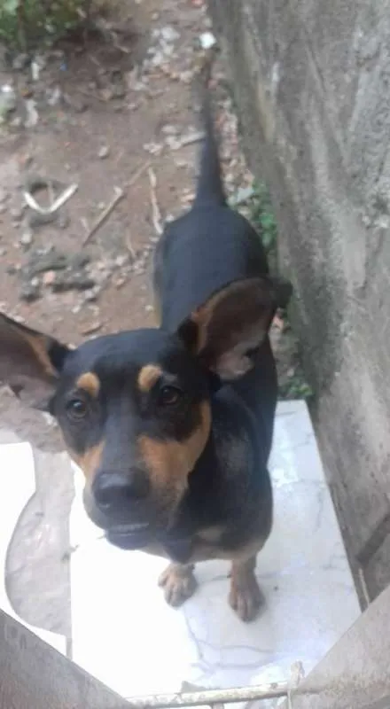 Cachorro raça Vira Lata idade 7 a 11 meses nome Thor