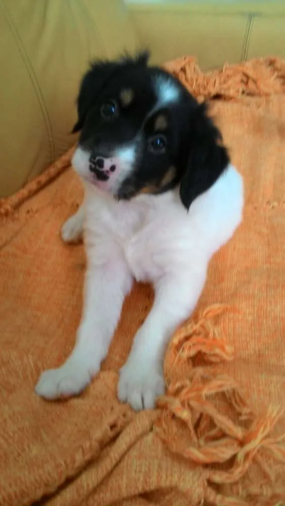 Cachorro ra a Srd  idade Abaixo de 2 meses nome Logan