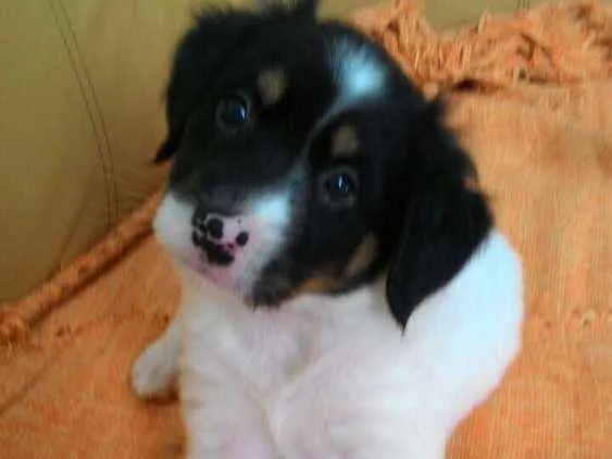 Cachorro ra a Srd  idade Abaixo de 2 meses nome Logan