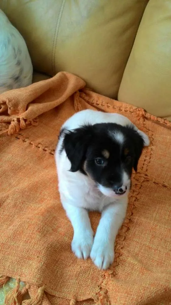 Cachorro ra a Srd  idade Abaixo de 2 meses nome Logan