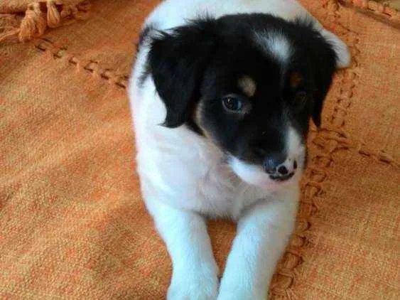Cachorro ra a Srd  idade Abaixo de 2 meses nome Logan