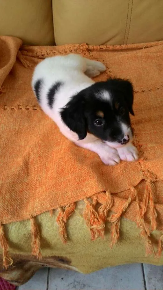 Cachorro ra a Srd  idade Abaixo de 2 meses nome Logan