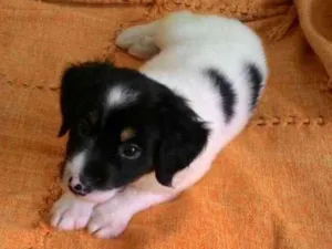 Cachorro raça Srd  idade Abaixo de 2 meses nome Logan