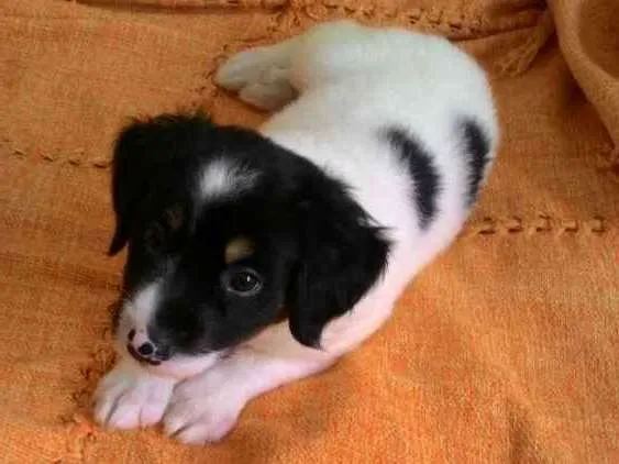Cachorro ra a Srd  idade Abaixo de 2 meses nome Logan