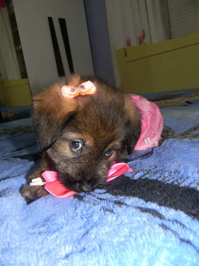Cachorro ra a Srd idade Abaixo de 2 meses nome Cristal   Bb