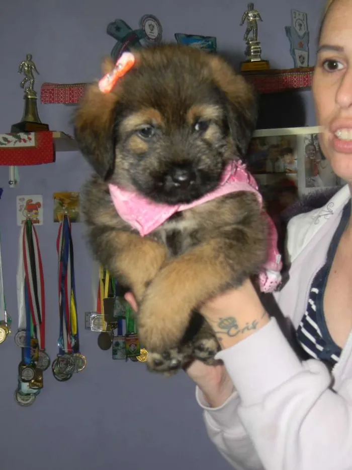 Cachorro ra a Srd  idade Abaixo de 2 meses nome Cristal ..bb