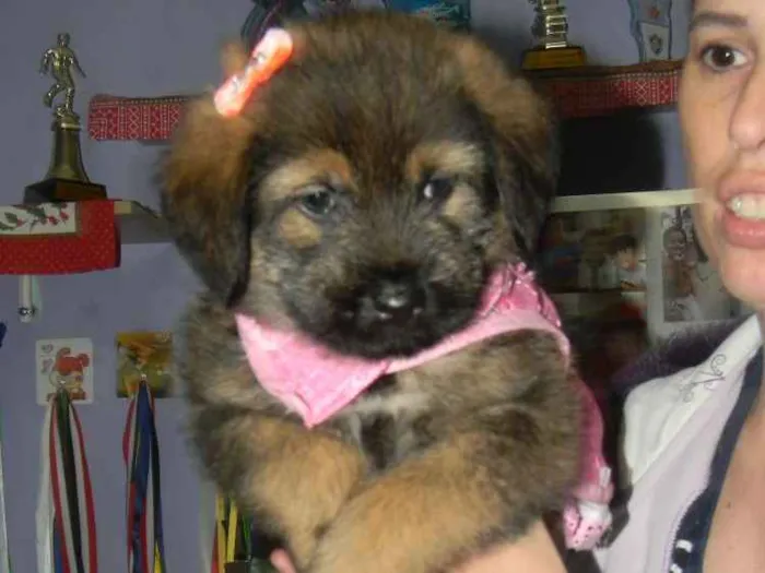 Cachorro ra a Srd  idade Abaixo de 2 meses nome Cristal ..bb