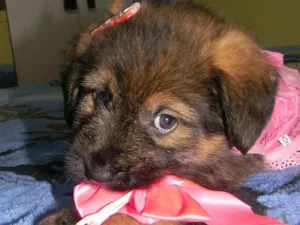 Cachorro raça Srd  idade Abaixo de 2 meses nome Cristal ..bb