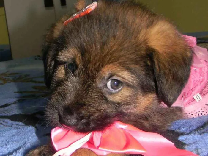 Cachorro ra a Srd  idade Abaixo de 2 meses nome Cristal ..bb