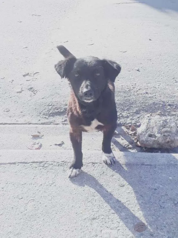 Cachorro ra a VIRA LATA  idade 2 anos nome PRETINHO