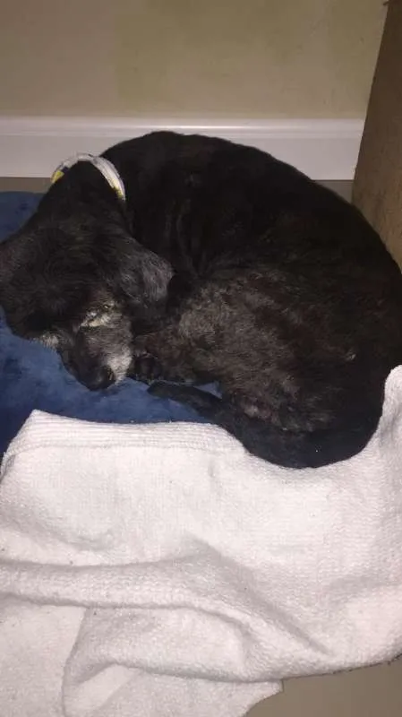 Cachorro ra a Poodle idade 6 ou mais anos nome Bud