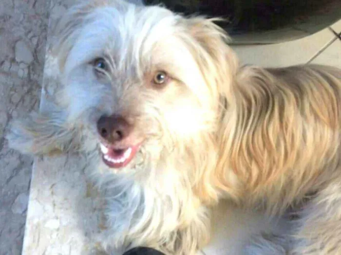 Cachorro ra a  idade 1 ano nome Charlie